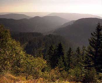 Schwarzwaldracer